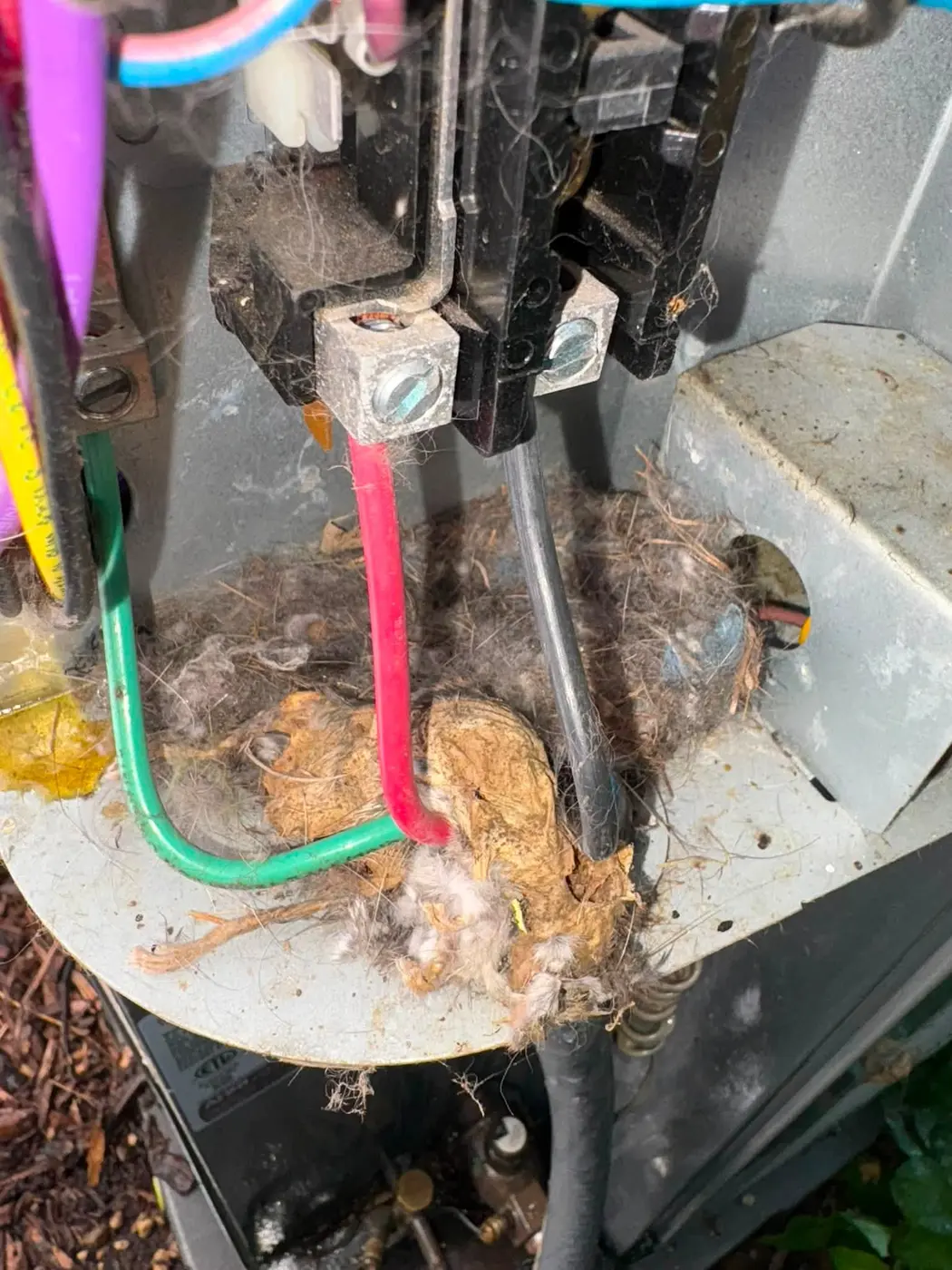 Rodent nest inside an electrical disconnect